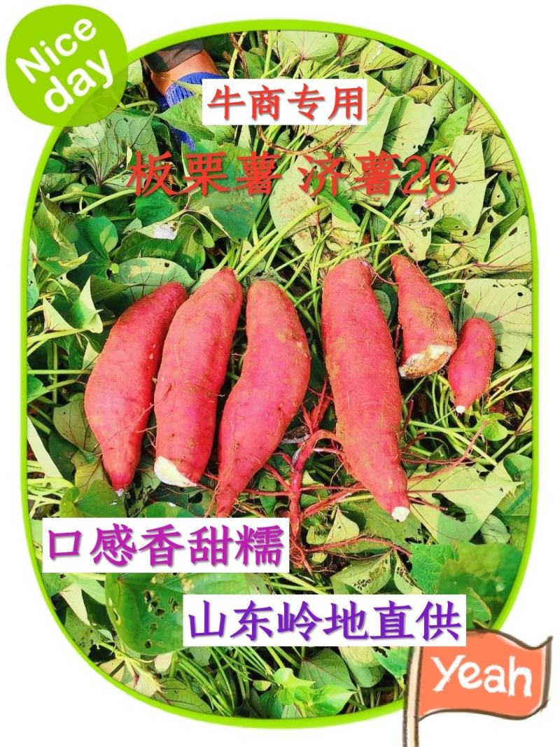 山东板栗薯黑吉辽陕甘宁新晋冀闵贵粤济26发货产地