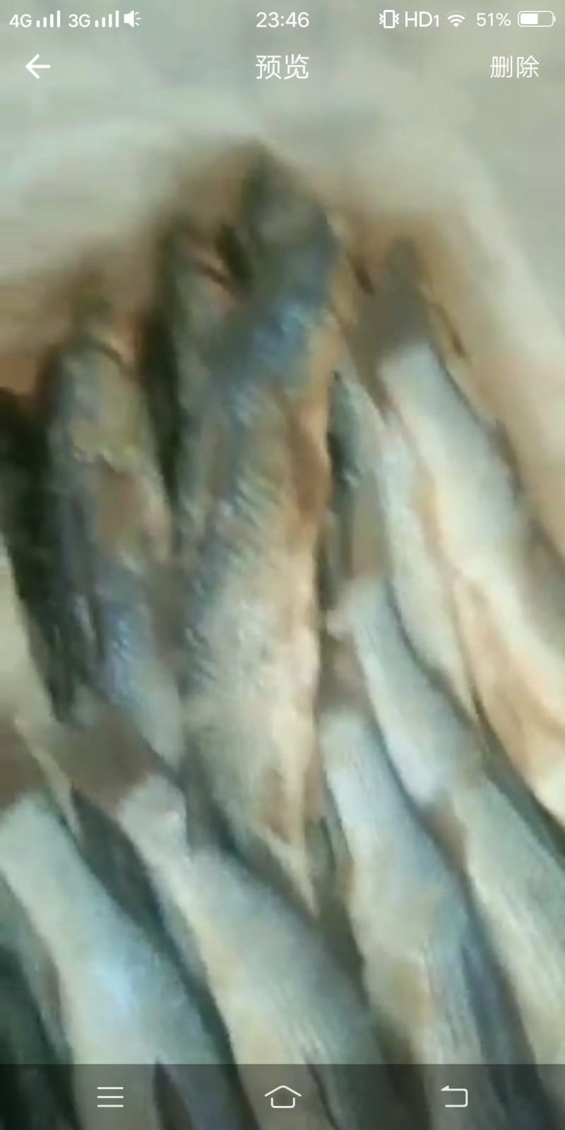 咸海梭鱼（自家渔船捕捞，自己纯手工去内脏腌制）蒸炸美味