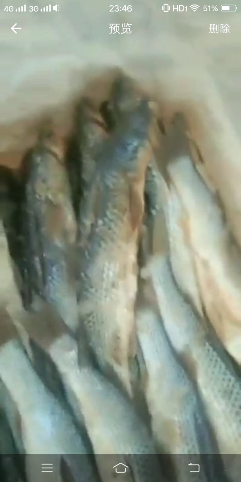 咸海梭鱼（自家渔船捕捞，自己纯手工去内脏腌制）蒸炸美味