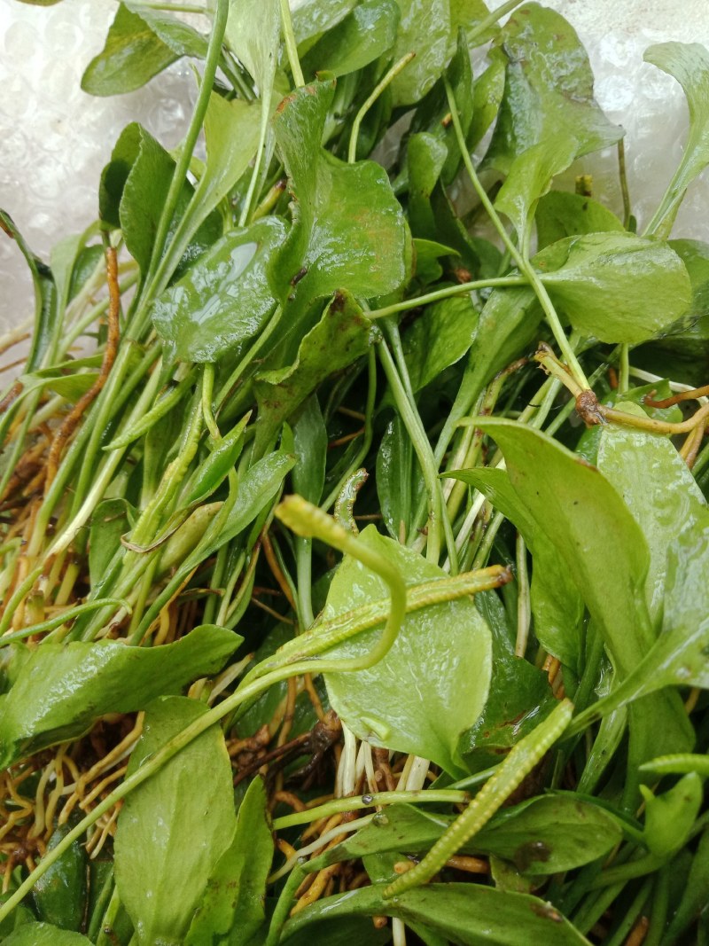 独叶一枝箭，钱到才发货。