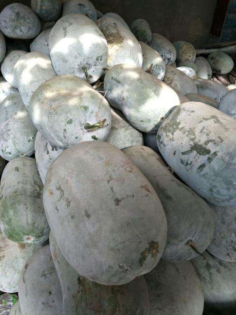 开封祥符区白皮冬瓜15斤以上白霜，产地直供欢迎选购