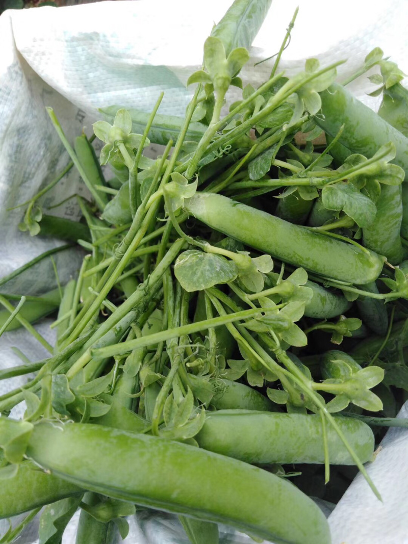 蔬菜甜脆豌豆包菜
