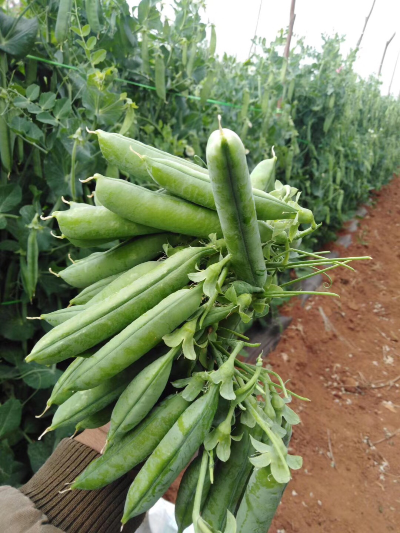 蔬菜甜脆豌豆包菜
