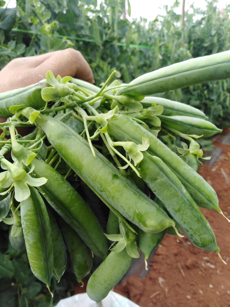 蔬菜甜脆豌豆包菜