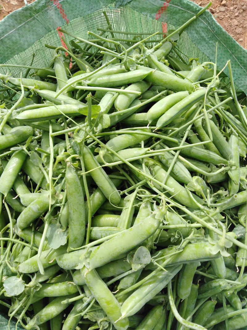 蔬菜甜脆豌豆包菜