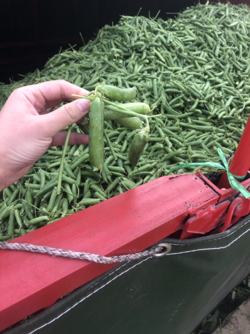 蔬菜甜脆豌豆包菜