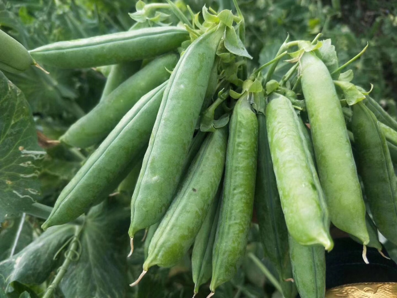 蔬菜甜脆豌豆包菜
