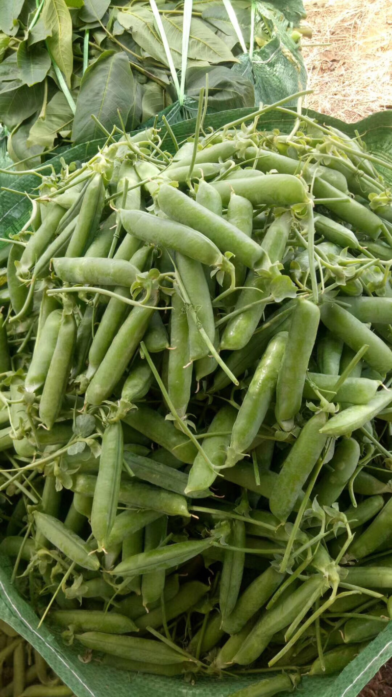 蔬菜甜脆豌豆包菜