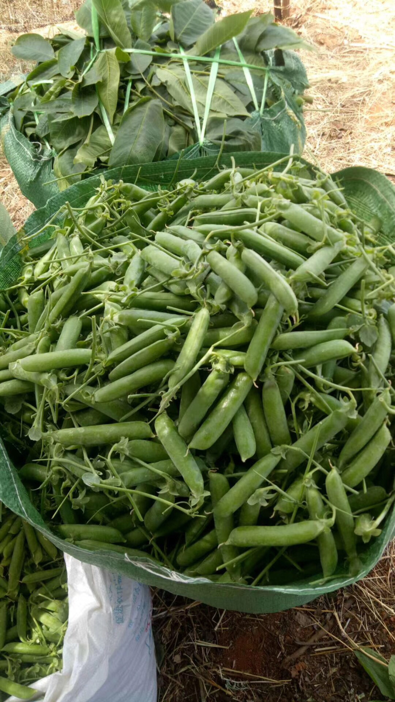蔬菜甜脆豌豆包菜