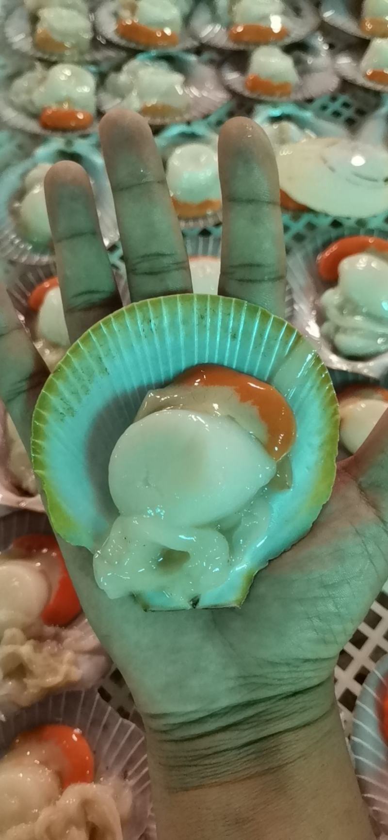 冰冻半壳日月圆贝带膏