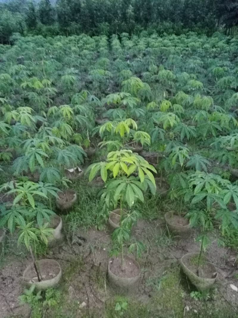 美丽木棉苗（200棵起批)