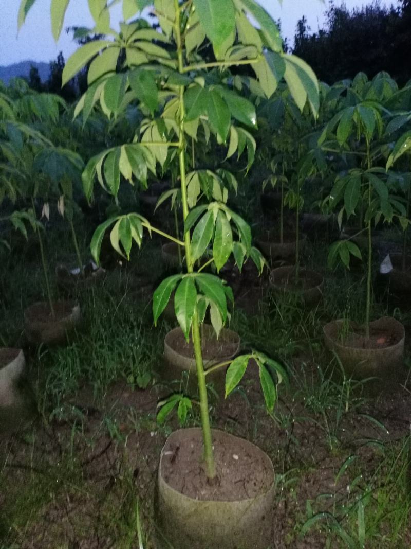 美丽木棉苗（200棵起批)