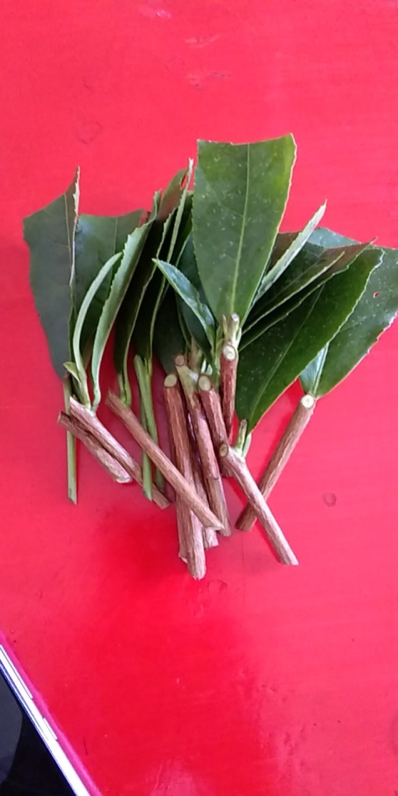 大叶种，良种茶，茶树枝条