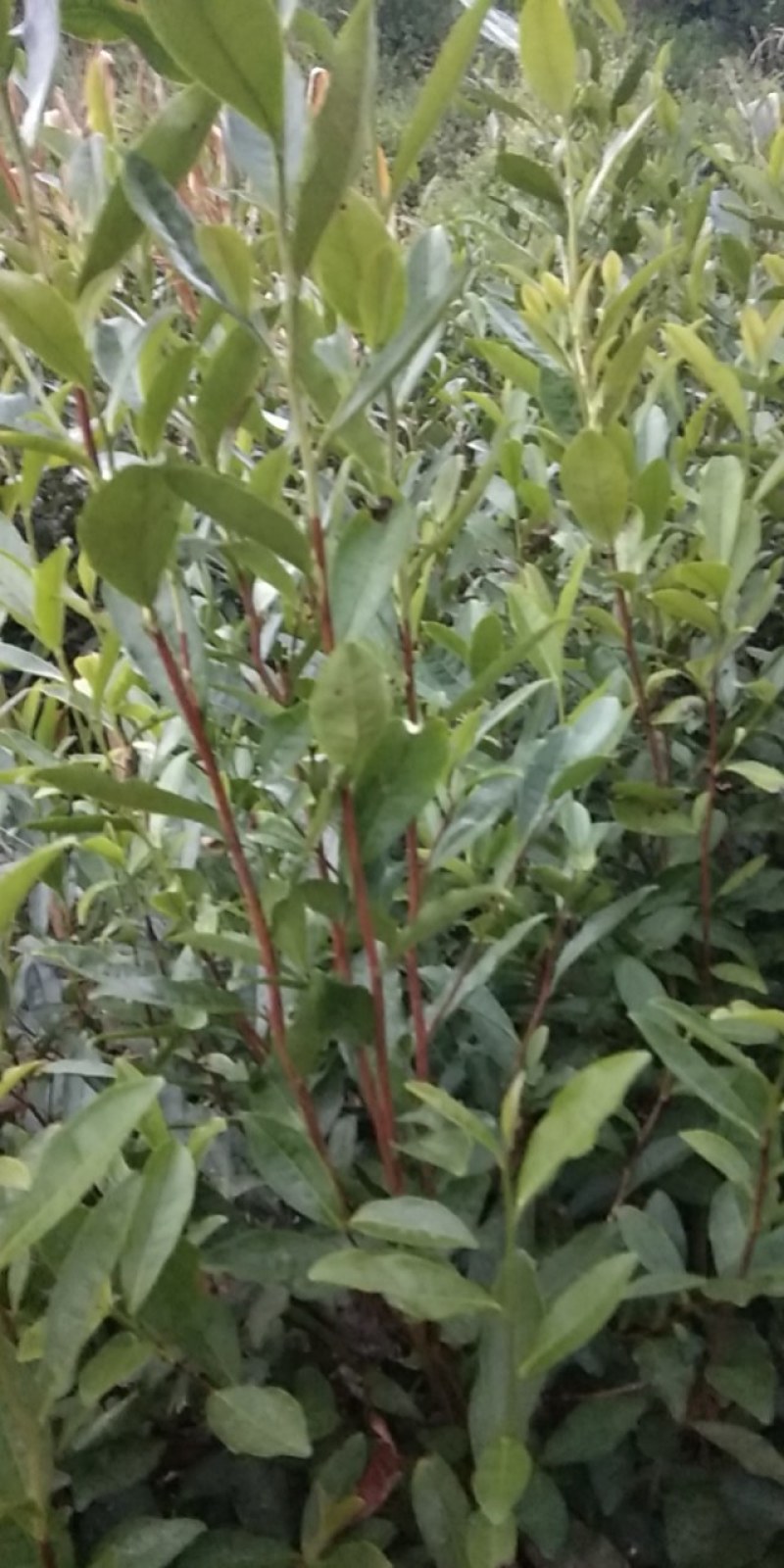 大叶种，良种茶，茶树枝条