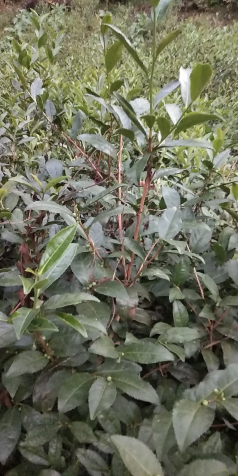 大叶种，良种茶，茶树枝条