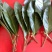 大叶种，良种茶，茶树枝条