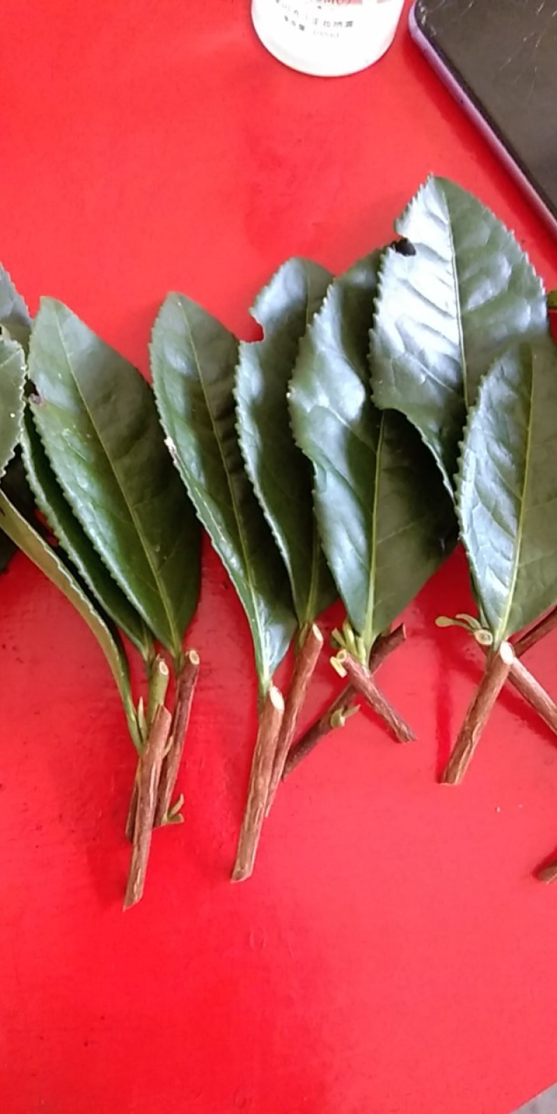 大叶种，良种茶，茶树枝条