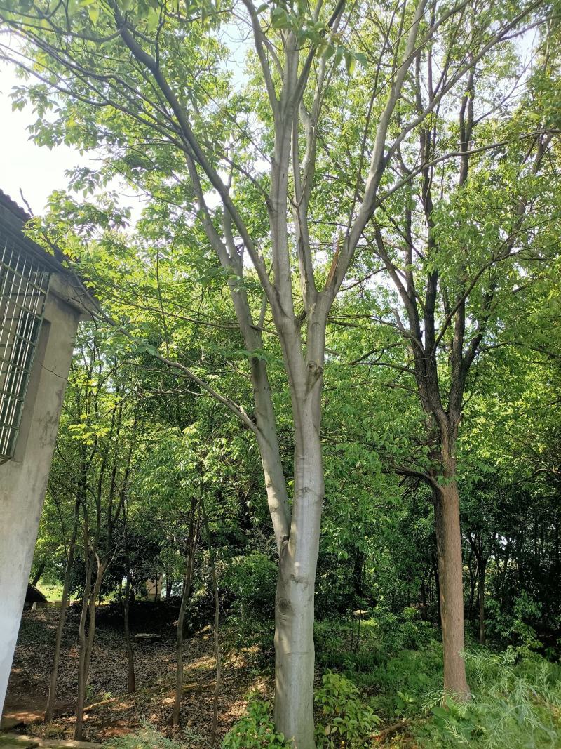 28公分无患子8m以上，一手货源，基的直销