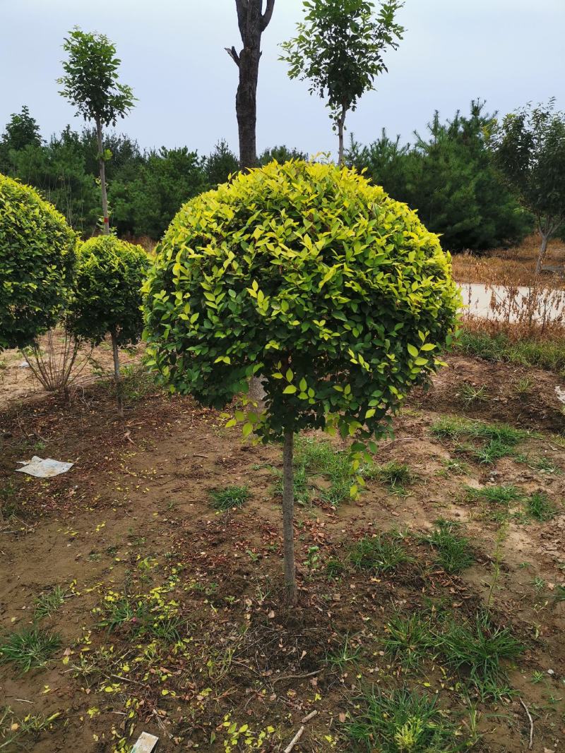 矮杆金叶榆球，精品矮杆金叶榆球