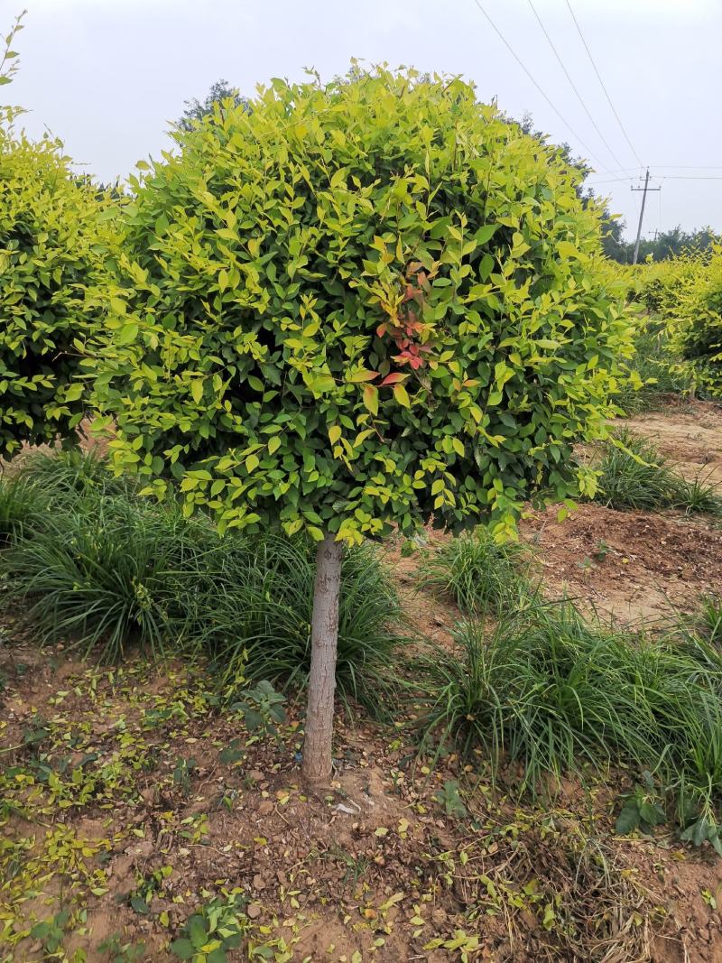 矮杆金叶榆球，精品矮杆金叶榆球