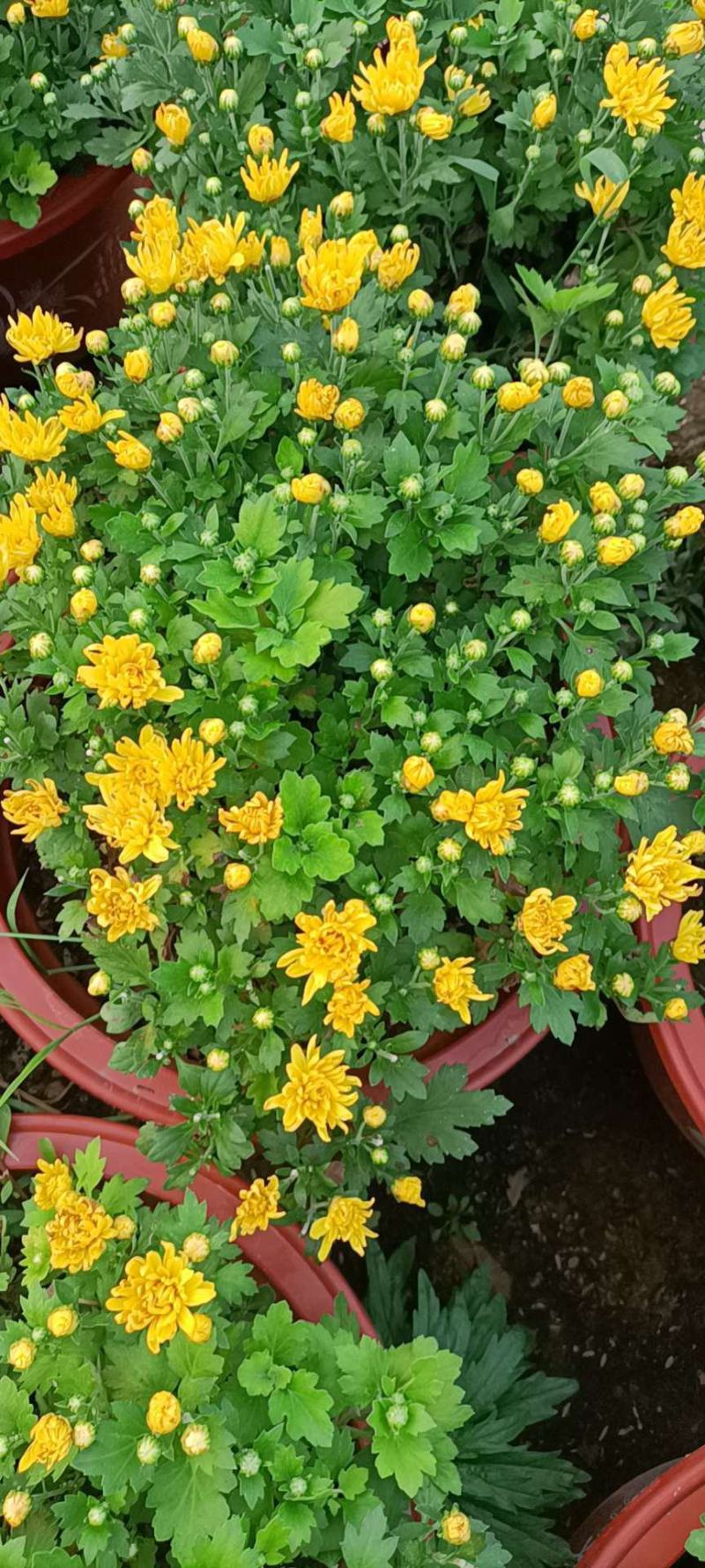 国庆菊！千头菊！租摆（国庆菊）专用花卉！种植基地