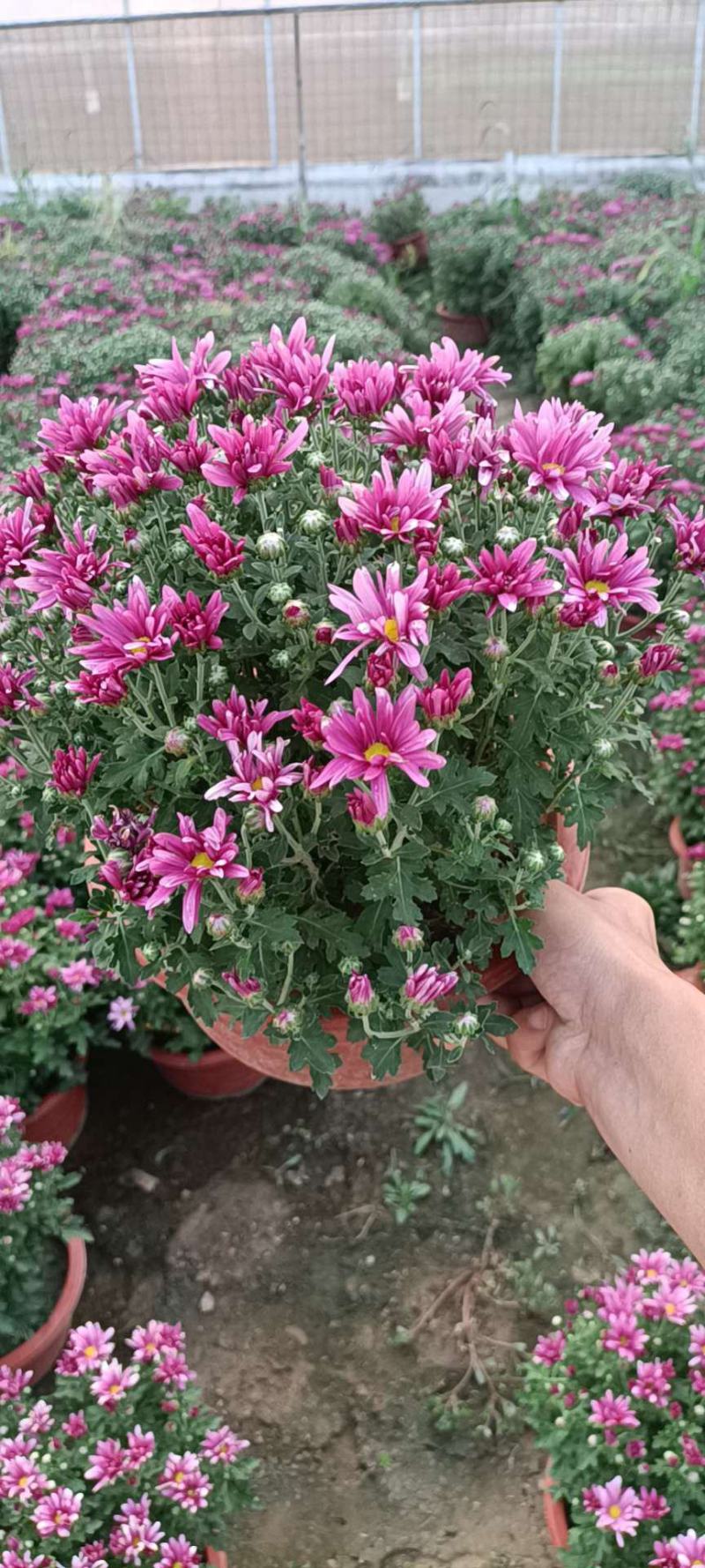 国庆菊！千头菊！租摆（国庆菊）专用花卉！种植基地