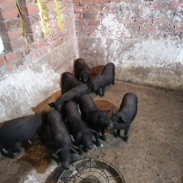 长期出售苏太母猪自家养的