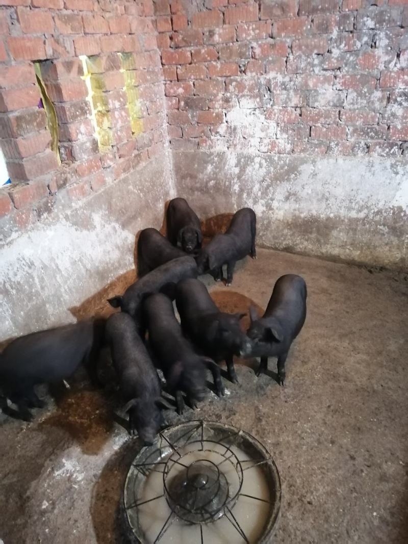 长期出售苏太母猪自家养的