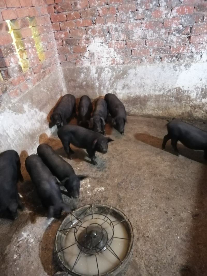 长期出售苏太母猪自家养的