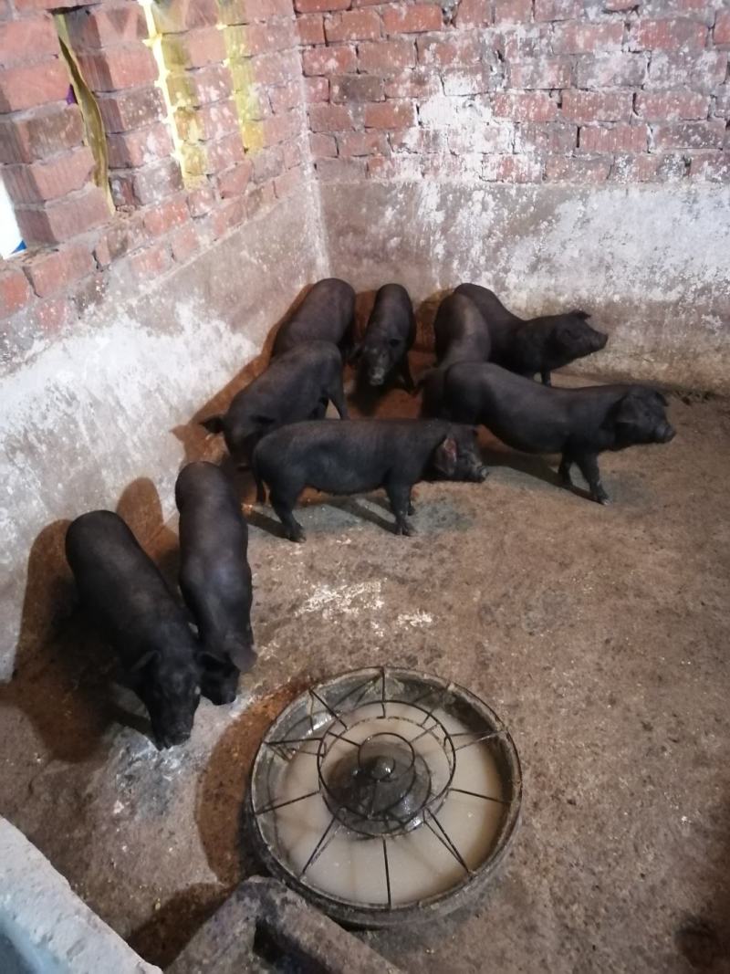 长期出售苏太母猪自家养的