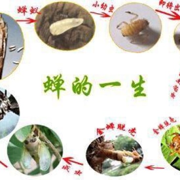 【基地直供】河南金蝉种苗金蝉卵，金蝉，知了猴，金蝉卵枝知