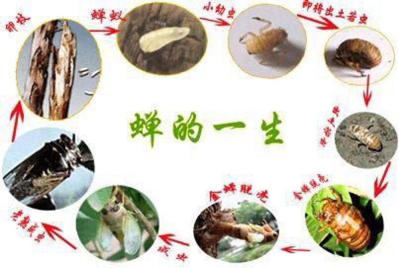 【基地直供】河南金蝉种苗金蝉卵，金蝉，知了猴，金蝉卵枝知