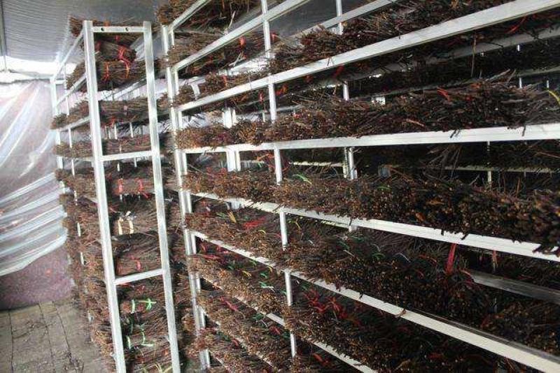 【基地直供】河南金蝉种苗金蝉卵，金蝉，知了猴，金蝉卵枝知