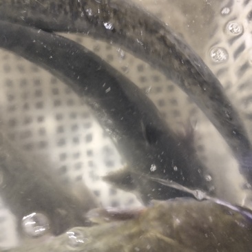 鲶鱼，食性动植物耳料养殖