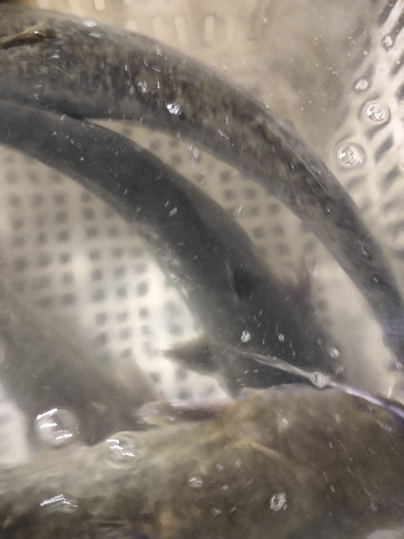 鲶鱼，食性动植物耳料养殖