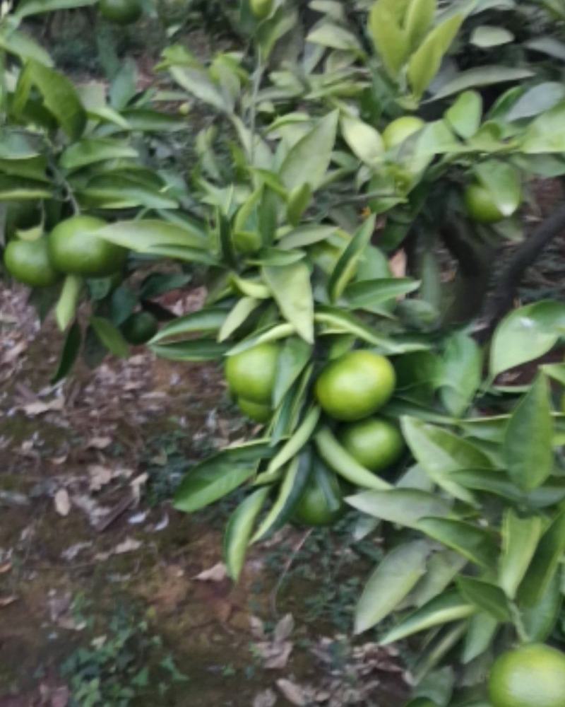 四川渠县皮薄味甜的蜜橘大量上市了。