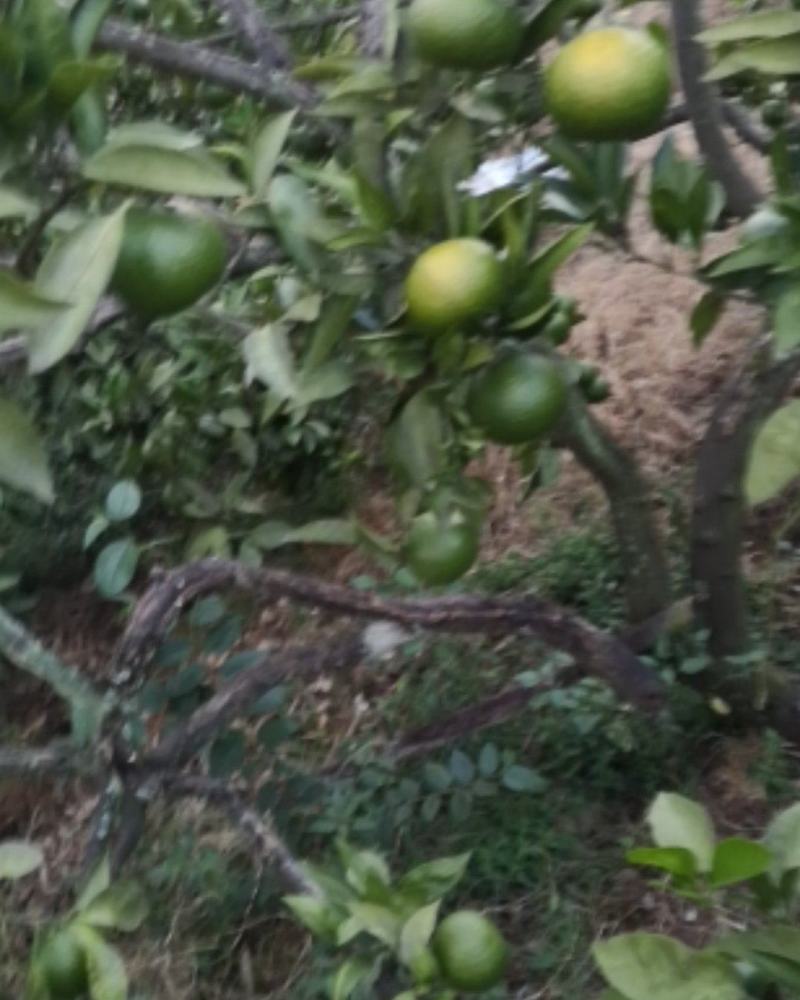 四川渠县皮薄味甜的蜜橘大量上市了。
