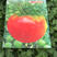 口感草莓柿子苗，酸甜可口，育苗基地直供，提前预定更优惠