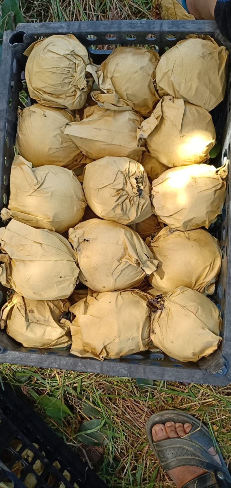 湖北黄士地晚秋黄梨光果半斤起光果套袋任选