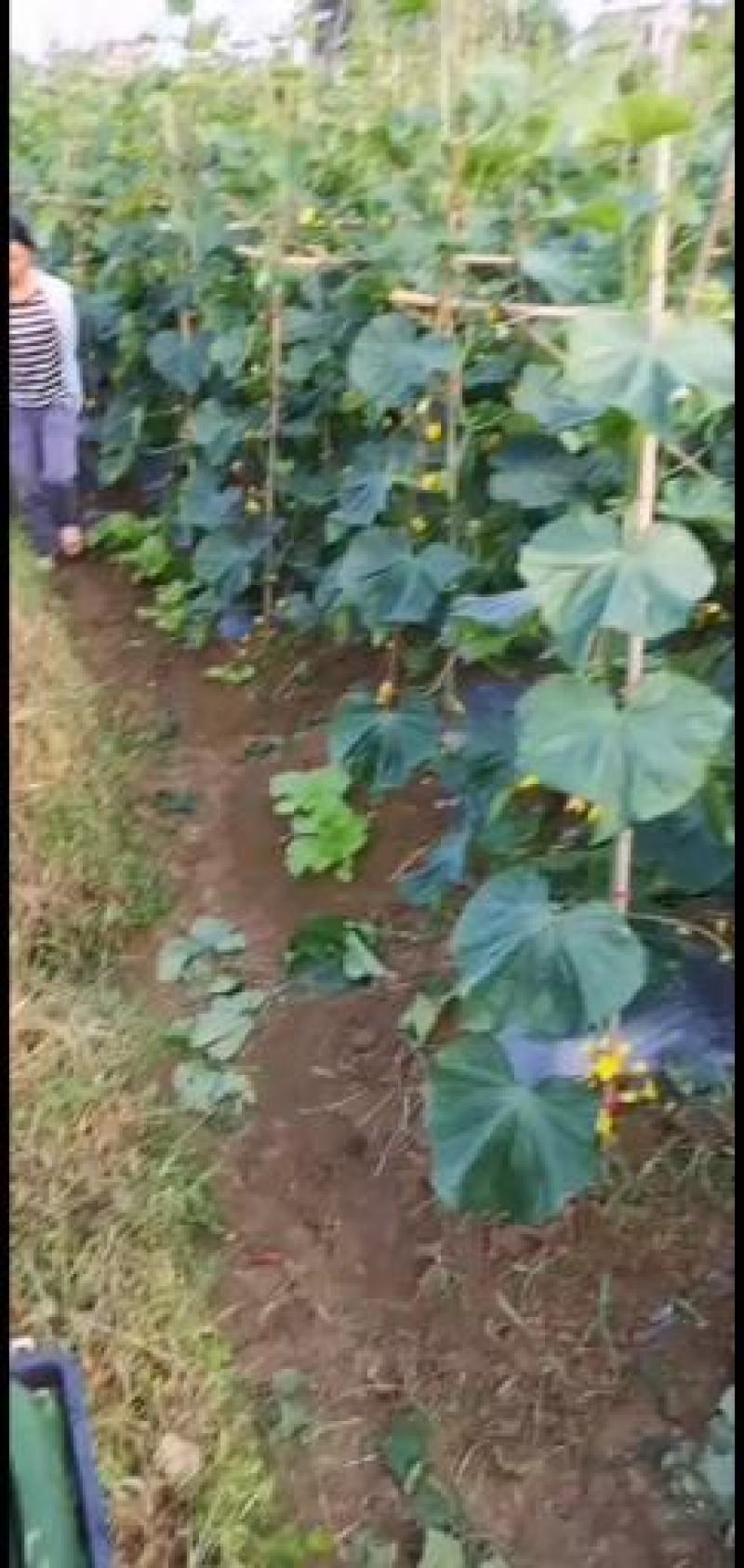 黄瓜大量上市，需要的提前预定，，，，，，，