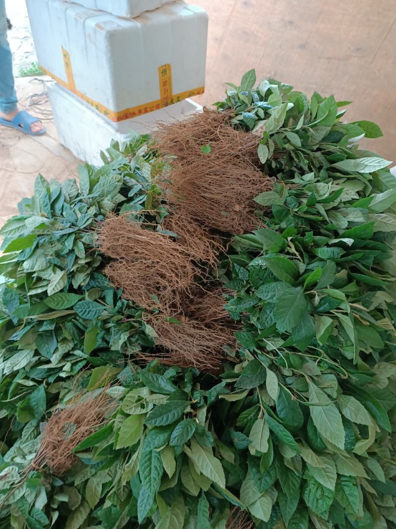 籽播枇杷小苗枇杷实生苗占地苗，嫁接优质枇杷苗粘木
