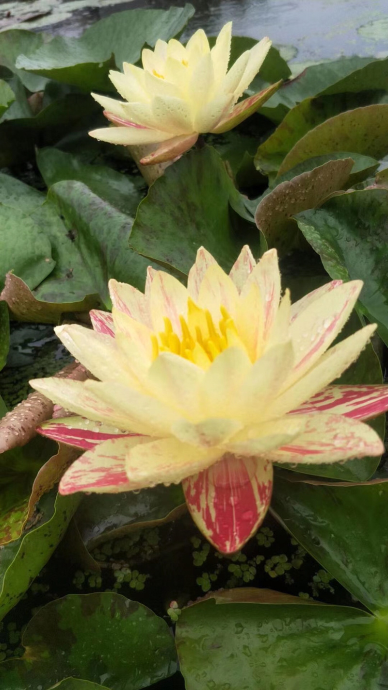 睡莲，睡莲苗，水生睡莲，红花睡莲，睡莲种植
