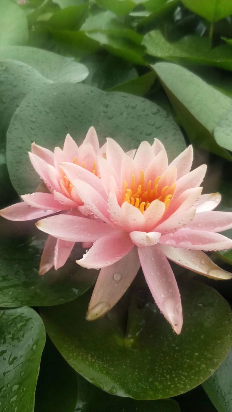 睡莲，睡莲苗，水生睡莲，红花睡莲，睡莲种植