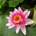 睡莲，睡莲苗，水生睡莲，红花睡莲，睡莲种植