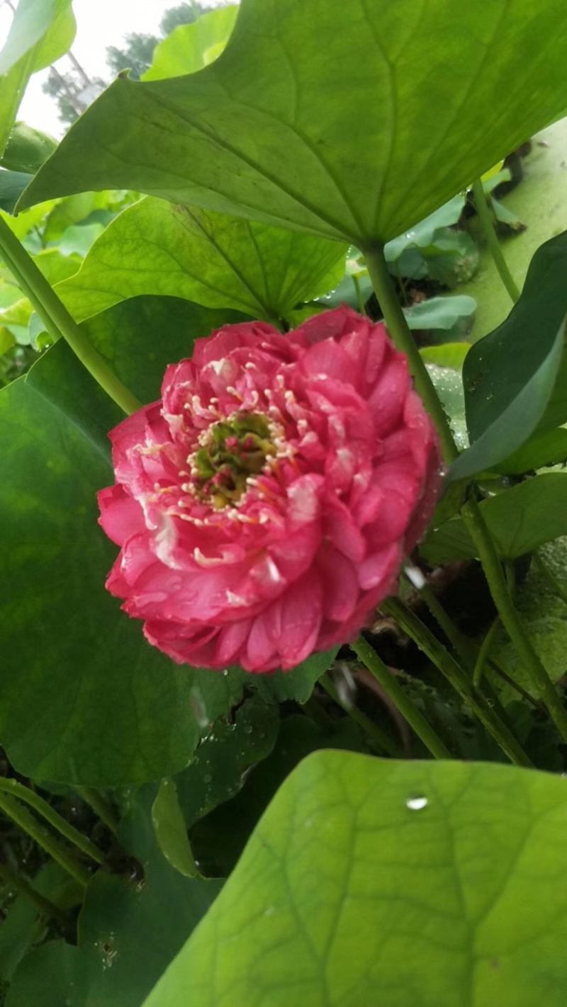 睡莲，睡莲苗，水生睡莲，红花睡莲，睡莲种植