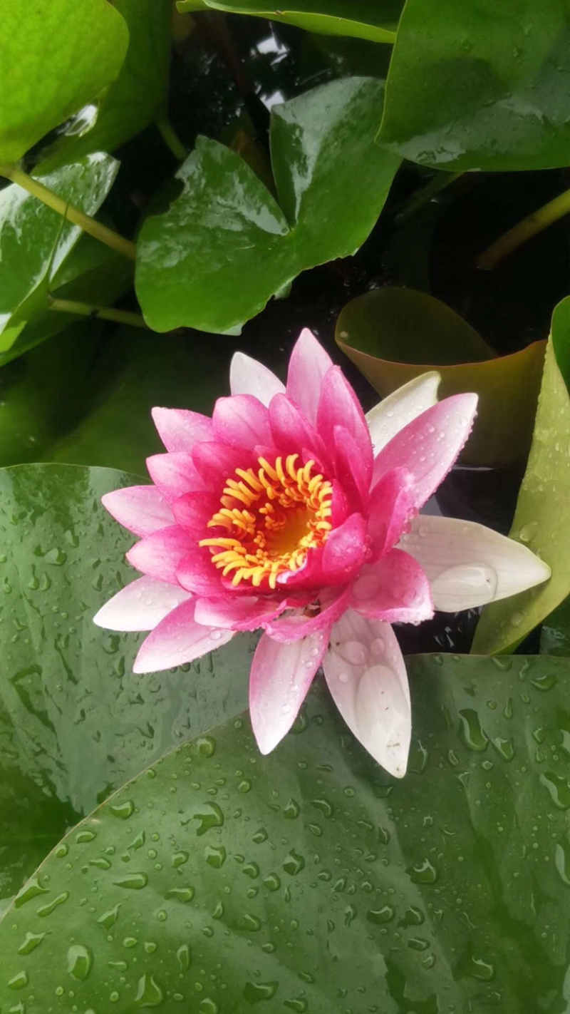 睡莲，莲花，睡莲种芽，睡莲苗，睡莲种植，睡莲批发