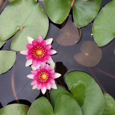 睡莲，莲花，睡莲种芽，睡莲苗，睡莲种植，睡莲批发