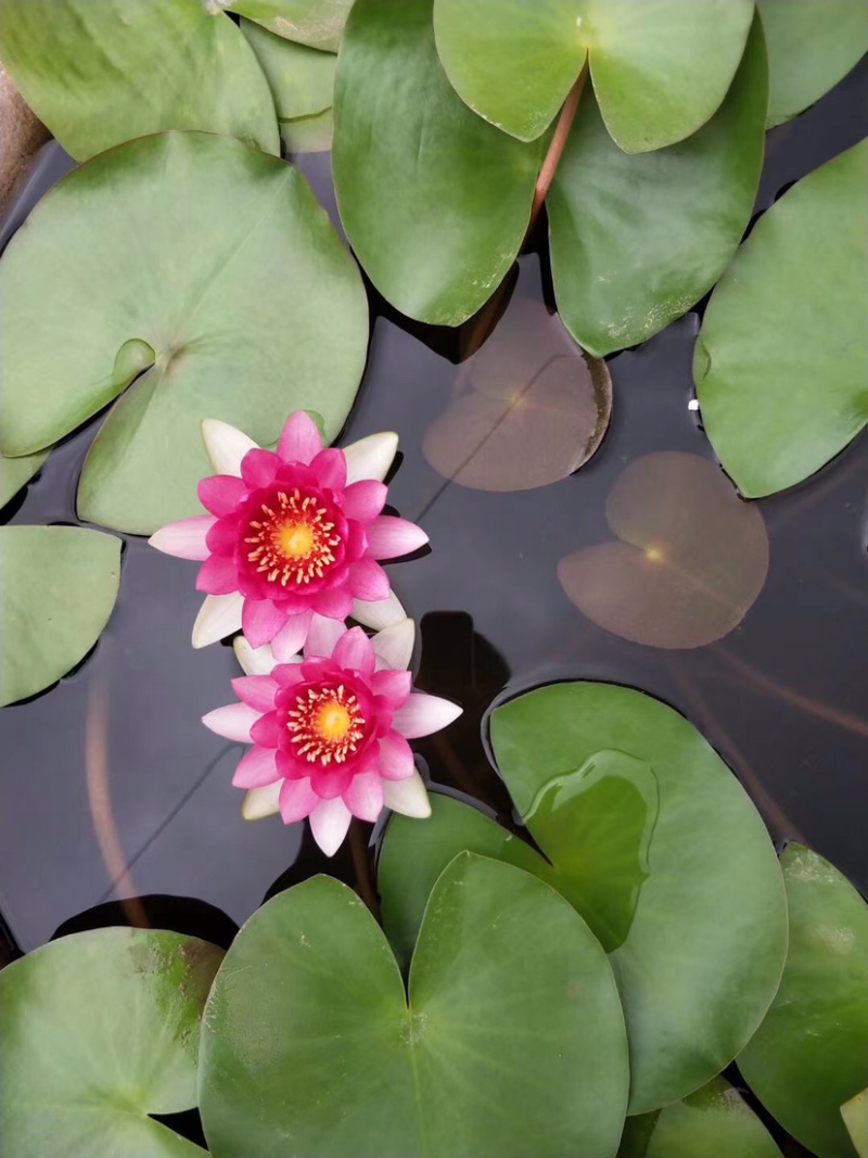 睡莲，莲花，睡莲种芽，睡莲苗，睡莲种植，睡莲批发