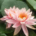 睡莲，莲花，睡莲种芽，睡莲苗，睡莲种植，睡莲批发