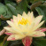 睡莲，莲花，睡莲种芽，睡莲苗，睡莲种植，睡莲批发